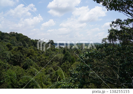 Lush Green Forest Landscape Under a Cloudy Sky 138255155