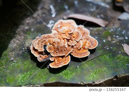 Turkey Tail Fungus on Mossy Wood Close Up Turkey Tail Fungus on Mossy Wood Close Up 138255167