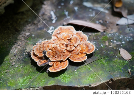 Turkey Tail Mushroom On Mossy Tree Trunk Closeup 138255168