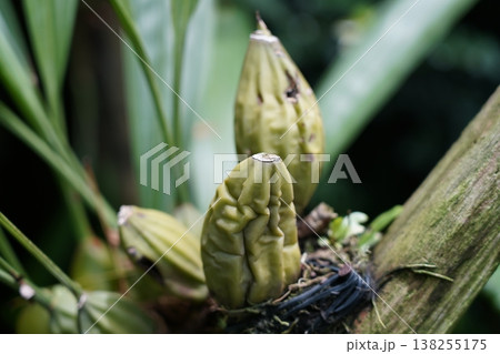 Cymbidium Orchid Seed Pods Close Up Photography Cymbidium Orchid Seed Pods Close Up Photography 138255175