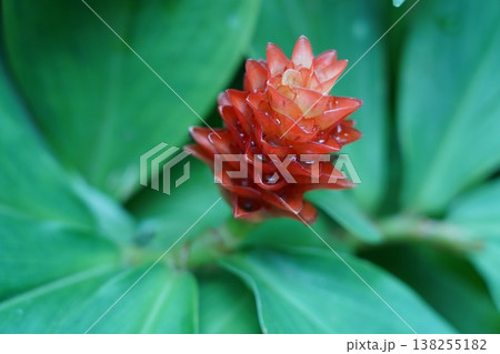 Red Ginger Flower Close Up Exotic Tropical Plant 138255182