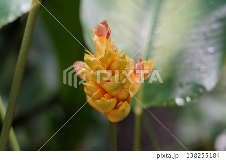 Beautiful Aphelandra Flowers in a Garden Setting Beautiful Aphelandra Flowers in a Garden Setting 138255184