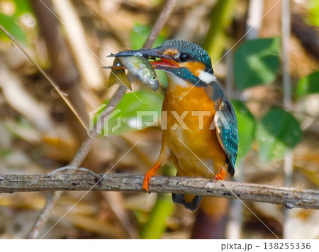 魚をくわえたカワセミの捕食シーン、日本の野鳥の自然風景（Common Kingfisher, hun 138255336