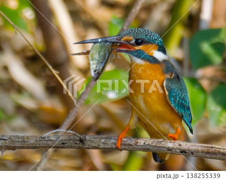 魚をくわえたカワセミの捕食シーン、日本の野鳥の自然風景(Common Kingfisher, hun 魚をくわえたカワセミの捕食シーン、日本の野鳥の自然風景(Common Kingfisher, hun 138255339