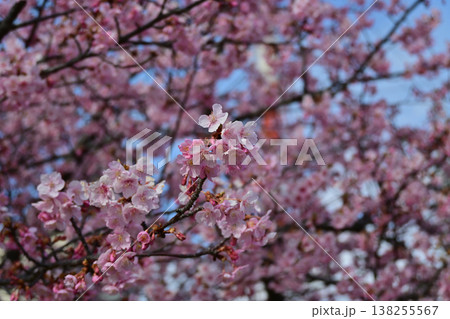 満開の河津桜のクローズアップ 柔らかなボケ味の背景 福島県いわき市 勿来火力公園 満開の河津桜のクローズアップ 柔らかなボケ味の背景 福島県いわき市 勿来火力公園 138255567
