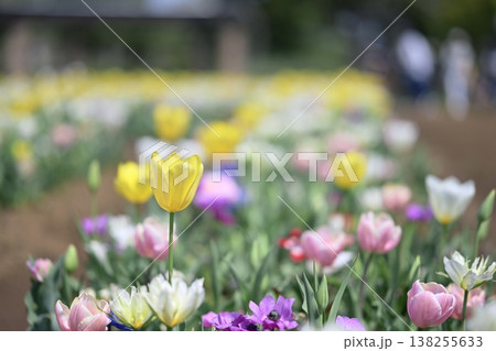 チューリップ 黄色 カラフル お花畑 春 3月 イメージ チューリップ 黄色 カラフル お花畑 春 3月 イメージ 138255633
