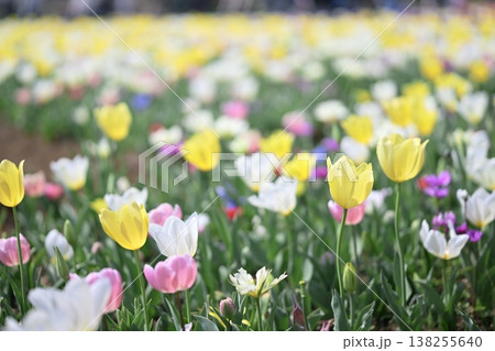 チューリップ 黄色 カラフル お花畑 春 3月 イメージ チューリップ 黄色 カラフル お花畑 春 3月 イメージ 138255640