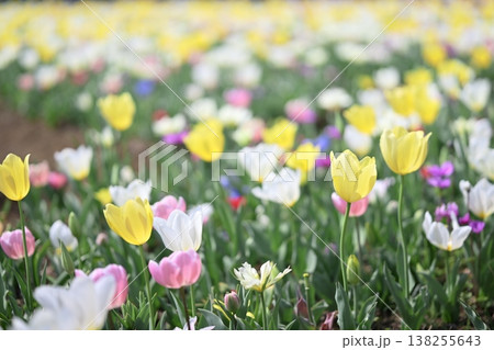 チューリップ 黄色 カラフル お花畑 春 3月 イメージ 138255643