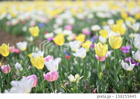 チューリップ 黄色 カラフル お花畑 春 3月 イメージ チューリップ 黄色 カラフル お花畑 春 3月 イメージ 138255645