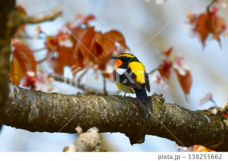 野鳥　キビタキ 138255662