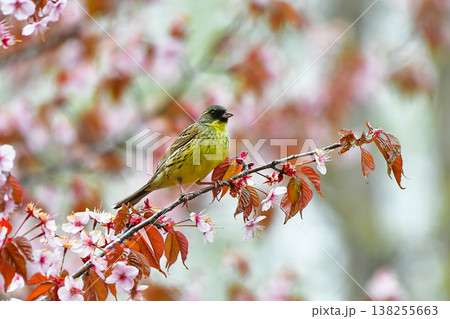 野鳥 アオジ 野鳥 アオジ 138255663