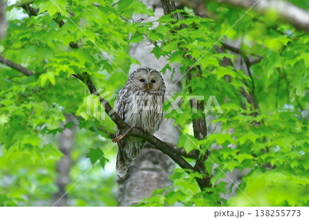 野鳥　エゾフクロウ 138255773