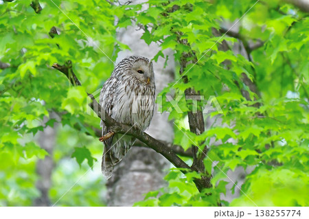 野鳥　エゾフクロウ 138255774