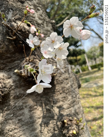 繊細な桜の花びら 繊細な桜の花びら 138256021