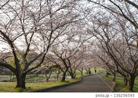 満開近い知多市旭公園 138256593
