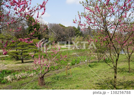 茨城県古河市の古河総合公園の風景 茨城県古河市の古河総合公園の風景 138256788