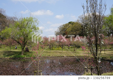 茨城県古河市の古河総合公園の風景 茨城県古河市の古河総合公園の風景 138256789