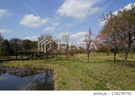 茨城県古河市の古河総合公園の風景 138256792