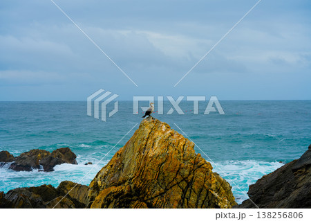 Great Cormorant Phalacrocorax carbo sits on the rock, East sea, South Korea 138256806