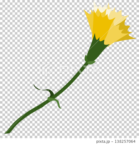 A simple illustration of a yellow carnation. A simple illustration of a yellow carnation. 138257064