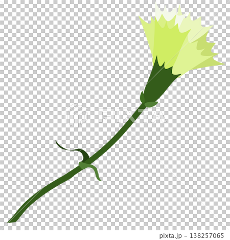 A simple illustration of a light green carnation. A simple illustration of a light green carnation. 138257065