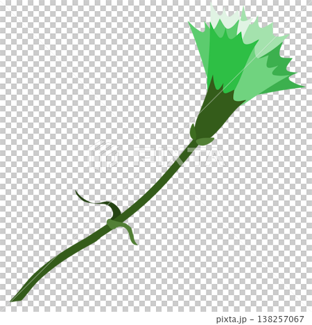 A simple illustration of a green carnation. A simple illustration of a green carnation. 138257067