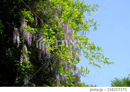 {神奈川県}青空に向かって咲く野フジの花 {神奈川県}青空に向かって咲く野フジの花 138257373
