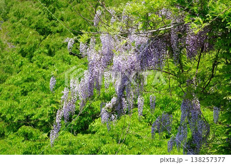 ｛神奈川県｝新緑に映える藤の花 138257377