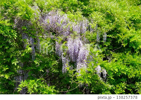 {神奈川県}新緑と野フジの花 {神奈川県}新緑と野フジの花 138257378