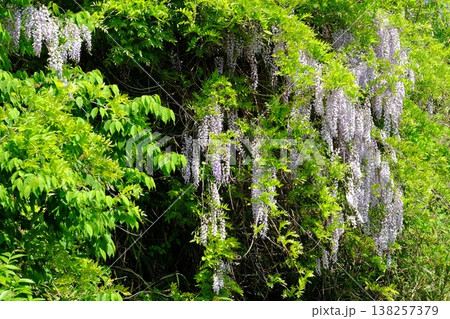 ｛神奈川県｝野フジの花と新緑 138257379