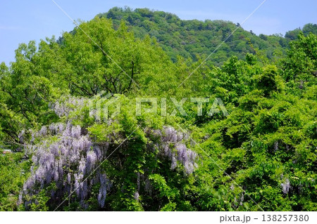｛神奈川県｝野フジと新緑と城山 138257380