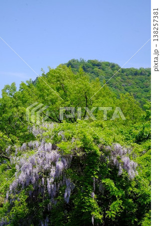 ｛神奈川県｝野フジと新緑と城山 138257381