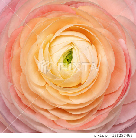 Rose flower.  Floral  background. Closeup. For design. Nature. 138257463