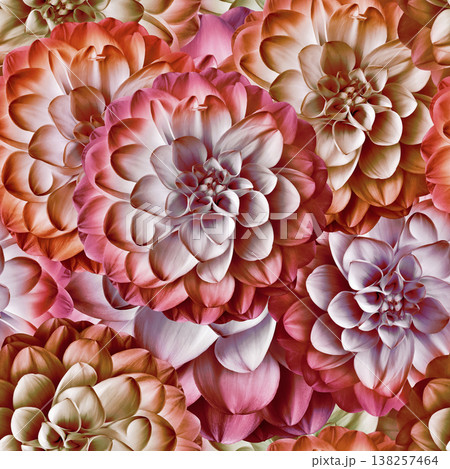 Seamless floral spring background. Dahlias flowers and petals. Close-up. Nature. Seamless floral spring background. Dahlias flowers and petals. Close-up. Nature. 138257464