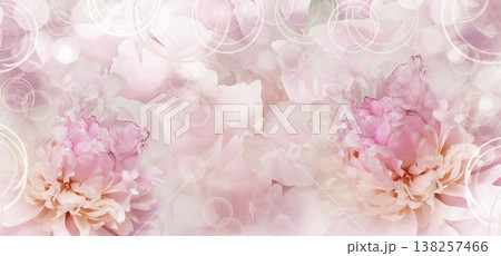 Peony flower. Floral background. Closeup. For design. Nature. Peony flower. Floral background. Closeup. For design. Nature. 138257466