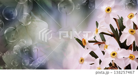 Bouquet of white daffodil flowers. Floral spring background. Close-up. Nature. Bouquet of white daffodil flowers. Floral spring background. Close-up. Nature. 138257467