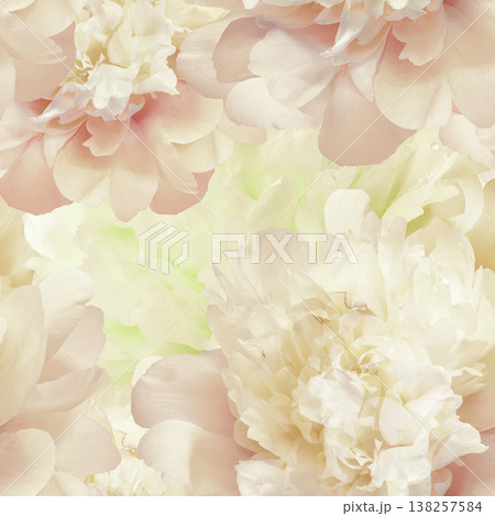 Seamless floral  background. Flowers peonies and petals peonies. Close up. 138257584