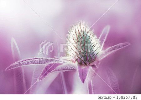 Beautiful clover flower on green background. Shallow depth of field. Close up. Nature.  138257585