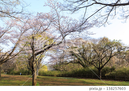 横浜市戸塚区舞岡ふるさと公園の春 横浜市戸塚区舞岡ふるさと公園の春 138257603