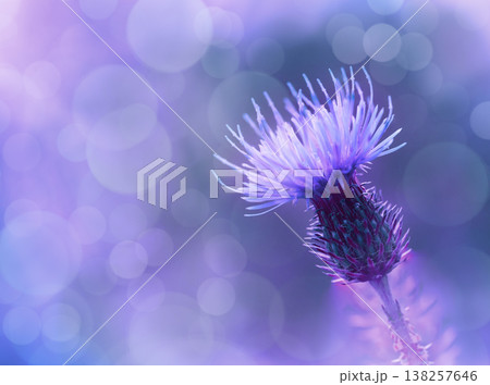 Floral  background. Purple thorny thistle flower. Closeup.  Nature. 138257646