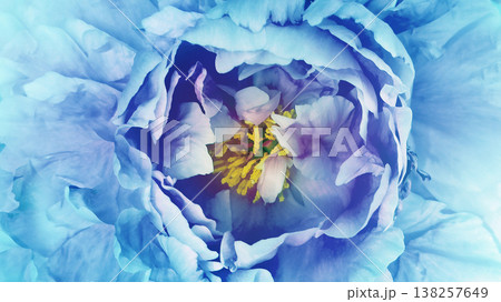 Peony flower. Floral blue background. Macro. Nature. Peony flower. Floral blue background. Macro. Nature. 138257649