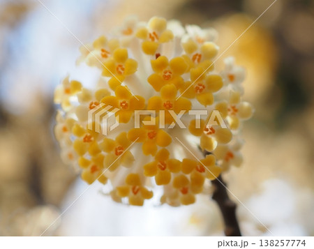 まんまるなミツマタの花々(20260327142844) まんまるなミツマタの花々(20260327142844) 138257774