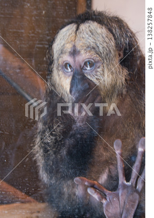 伊豆シャボテン動物公園のサル 138257848