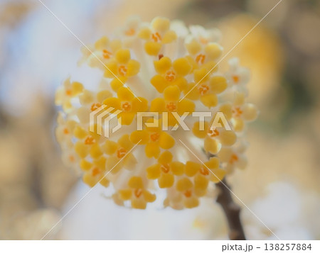 春光注ぐ、まんまるなミツマタの花々（afli20260327142844） 138257884
