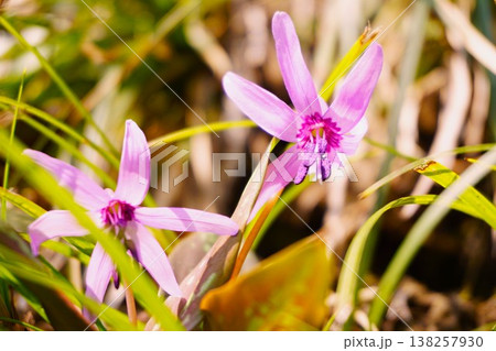 早春雪国里山に咲くカタクリの花 早春雪国里山に咲くカタクリの花 138257930