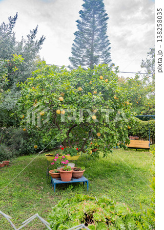 Residential backyard garden with fruit trees, plants and green lawn. Natural outdoor space in urban environment with home and vegetation Residential backyard garden with fruit trees, plants and green lawn. Natural outdoor space in urban environment with home and vegetation 138258035