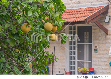 Residential backyard garden with fruit trees, plants and green lawn. Natural outdoor space in urban environment with home and vegetation 138258037