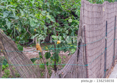 Residential backyard garden with fruit trees, plants and green lawn. Natural outdoor space in urban environment with home and vegetation 138258038