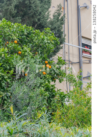 Residential backyard garden with fruit trees, plants and green lawn. Natural outdoor space in urban environment with home and vegetation 138258042