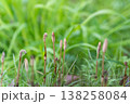春の野原に咲くツクシ 138258084